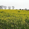 愛知牧場に菜の花を見に行く