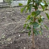 庭に植えた梅の木を剪定してみました