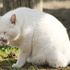 川越水上公園の猫　EOS7D＋300mmで撮影。猫は望遠が良いですね。