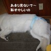 めでたい記念日