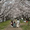 史跡公園で満開の桜　そして彩華ラーメン（奈良県 田原本町）