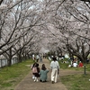 史跡公園で満開の桜　そして彩華ラーメン（奈良県 田原本町）