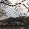 京都新聞写真コンテスト　長岡天満宮　八条ケ池に咲く栴檀(せんだん)