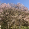 恵庭ダムの桜を見てきました