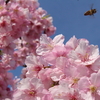 【河津桜が満開です！】