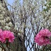 桜とジューンベリー