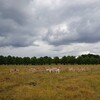 ロンドンの奈良公園、ハンプトン・コート・パーク (Hampton Court Park)で鹿と一緒にピクニック