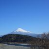 スイセンを見に冬の伊豆・爪木崎へ