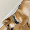 柴犬「きび」が来てから41日目【リビングでもゆったり過ごすようになってきた】