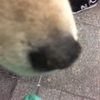 愛犬りょう14鼻カサカサ