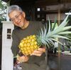 パイナップル収穫2023　たったの1つですが2年目です