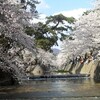 激綺麗！  桜！！  夙川＠兵庫県西宮市