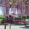 【京都】宇治、『平等院』に藤の花を見に行きました。
