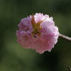 樹木公園「八重・菊桜」（前編）