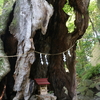 来宮神社、天然記念物の大楠