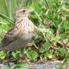 色とりどりの「春バラと田んぼ鳥」（３）