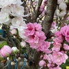 桃の花の季節