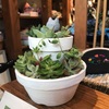 7/13（土）は多肉植物の盛り合わせ作ろう