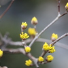 山茱萸の黄色の小花も魅力！