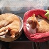 騒動すんだら「アレしよう！」「コレしよう！」って考えてたら楽しくなる♪