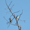 ムネアカゴシキドリ Coppersmith Barbet