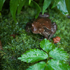 アズマヒキガエル Bufo japonicus formosus