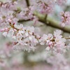 桜＃０９