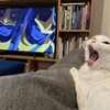 ブルーちゃんとGundam GQuuuuuuXまとめ