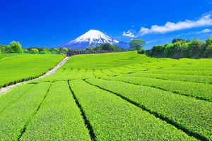 ５１．法華経の肝心の意