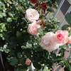 薔薇の二番花が咲く？　＆　カゴメのミニトマトも実がなる