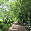 扶桑町の木曽川左岸へ
