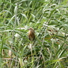 餌をねだるヨシゴイ幼鳥