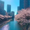 大崎・五反田をお花見♪目黒川の桜が満開！ 