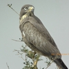 White-eyed Buzzard メジロサシバ (インドの鳥その120)