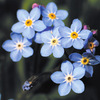 今日の誕生花「ワスレナグサ」園芸種が出回ってるが日本固有種の花！