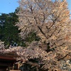 花吹雪。