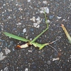 道路で見つけたもの　　閲覧注意!!