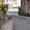 地元繁華街のねこさん