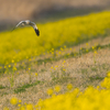 Hen Harrier