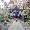 【春の東京大神宮】桜と花のある美しい境内 縁結び 新年度に良縁を呼び込む
