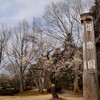 2019年　観梅はじめ