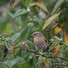 Cinereous Conebill マルハシミツドリ