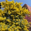 ミモザと桜と菜の花と。