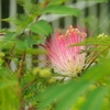 鉢植えのネムノキに初めて花が咲きました・・・