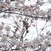 ２０１３年４月・・・八幡さんの桜