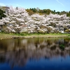 ［on-4］森と水の公園の染井吉野(南足柄市)　撮影日：2025.4.8