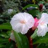 『 大穂咲き菖蒲 』