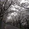 桜を惜しむ頃