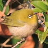 フォト・ライブラリー(490)江汐公園の鳥たち