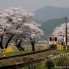 日本　樽見鉄道木知原駅の桜 